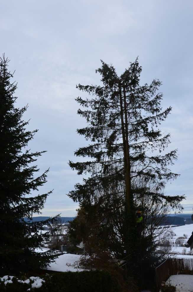 Fällen eines Hochrisikobaumes